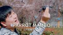 ֵֵ򡷵229: һ˻Parrot Mambo