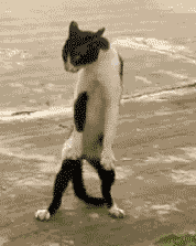 ЦһЦ35ŸЦͼԣСİèצ