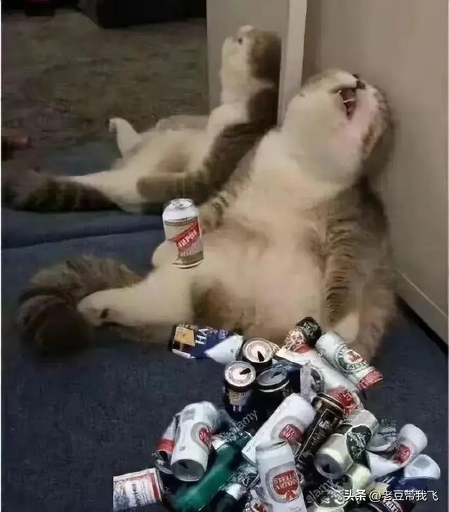 35šЦͼƬЦᣡЦͼƬϼ!!!!!!!