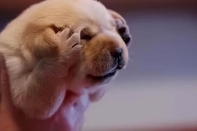 ʮЦӣЦۣѹĬЦ
