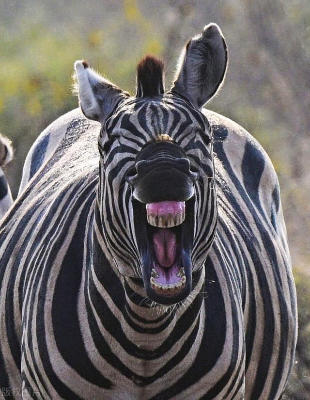 ʮЦӣЦۣѹĬЦ