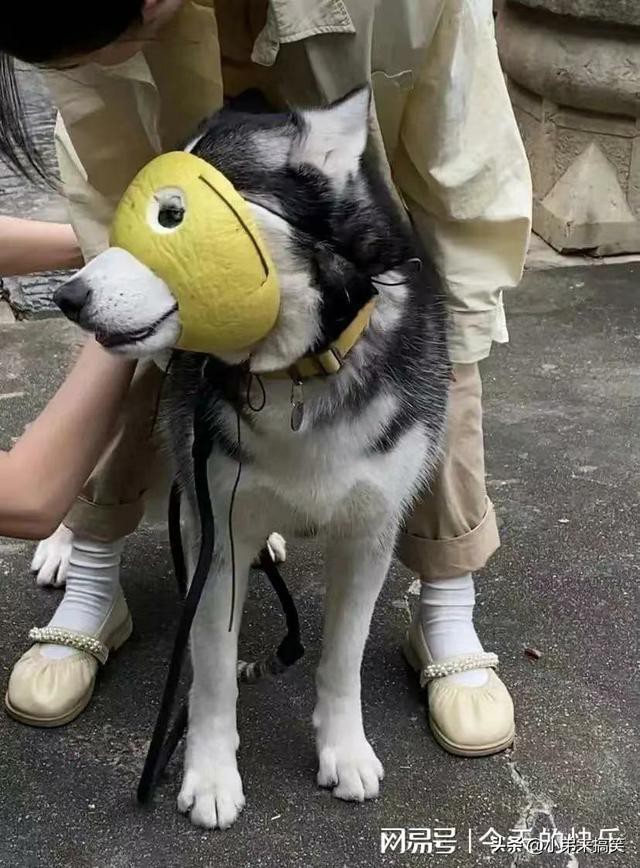 Ц