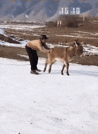 Ц